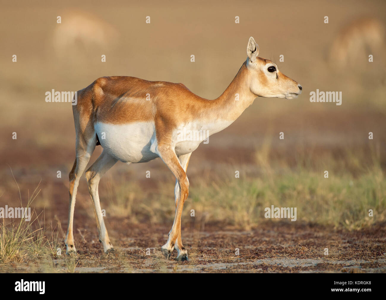 L'immagine di femal Blackbuck; antelope; mammifero; maschio; deserto; il Rajasthan; India Foto Stock