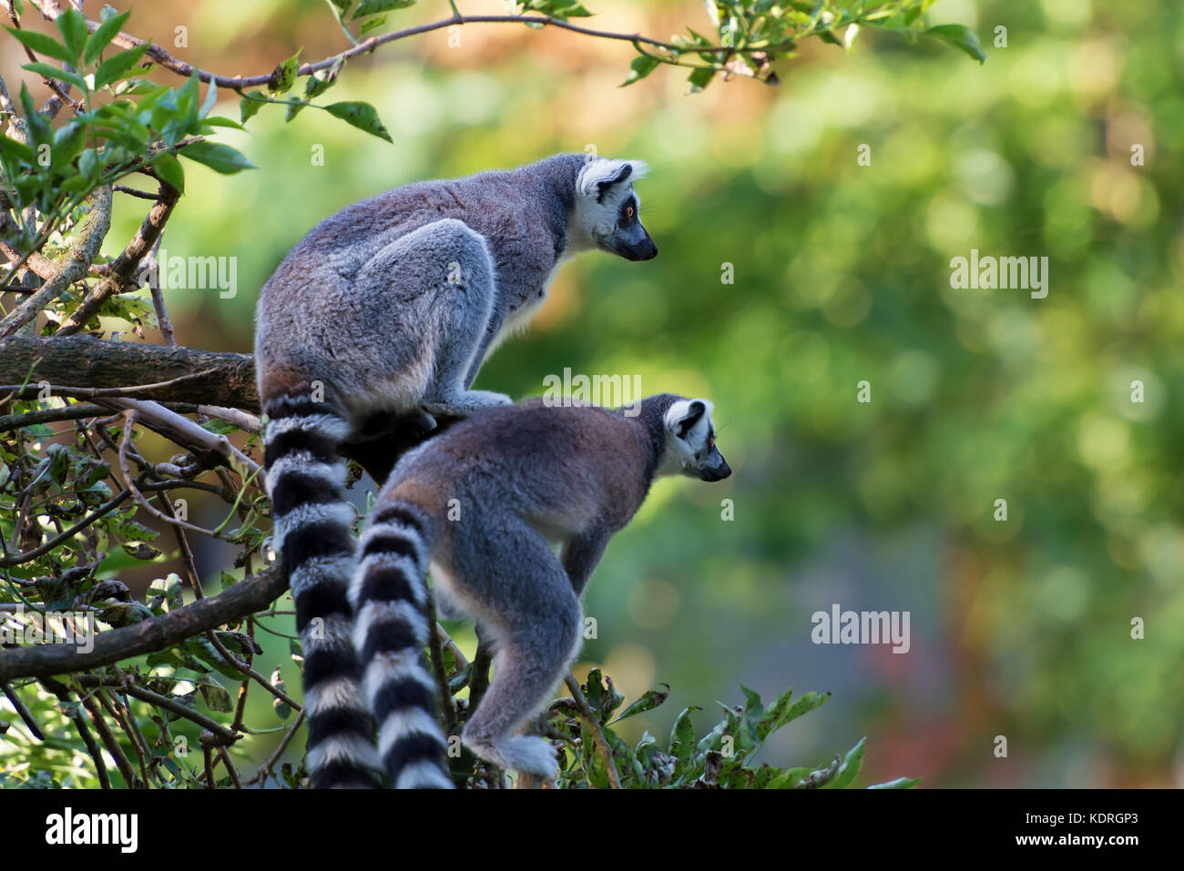 Maki Lemur catta di madagascaer sitted su un albero di diramazione Foto Stock