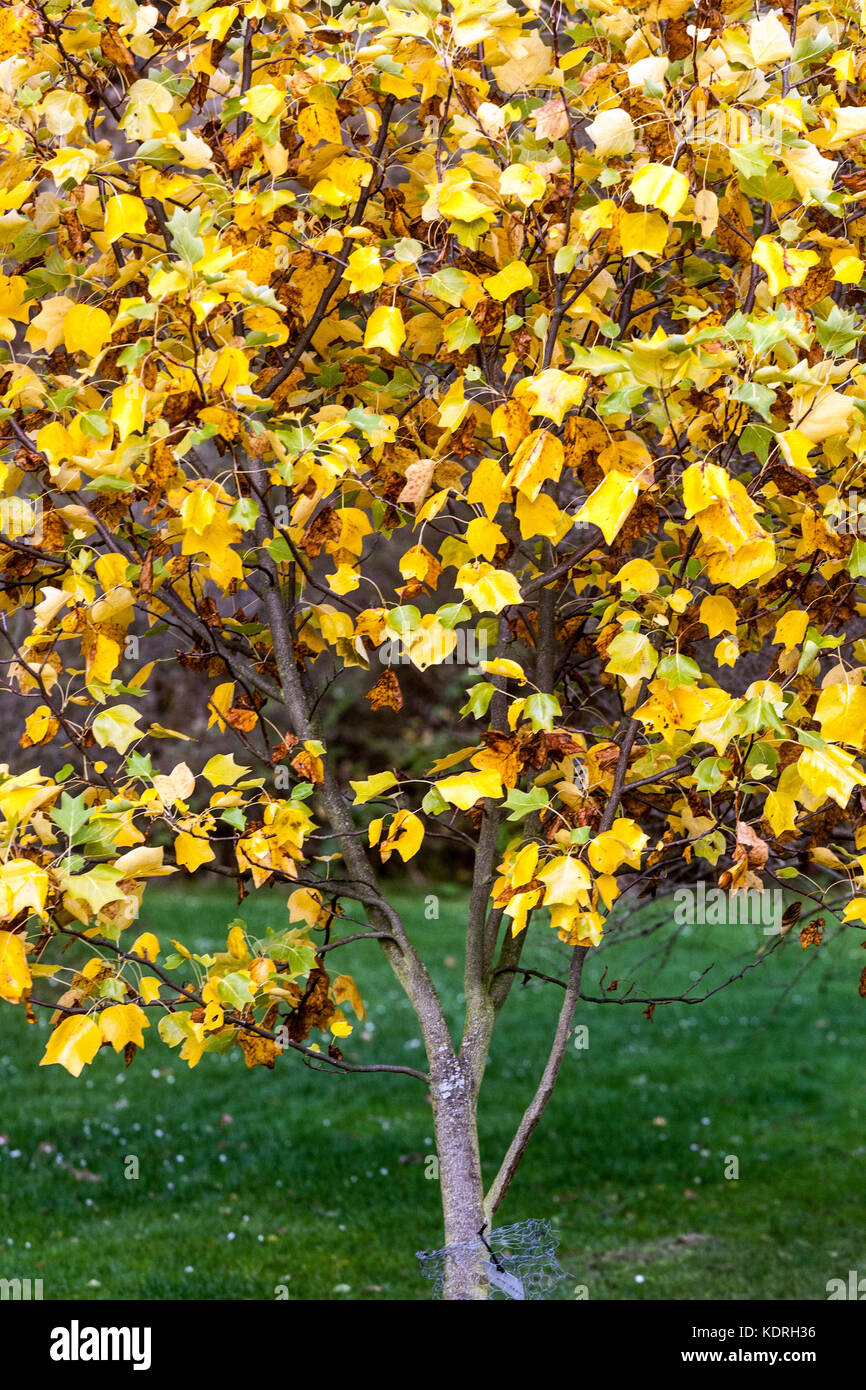 Liriodendron tulipifera ' Jackson ', Tulip pioppo albero autunno fogliame Foto Stock