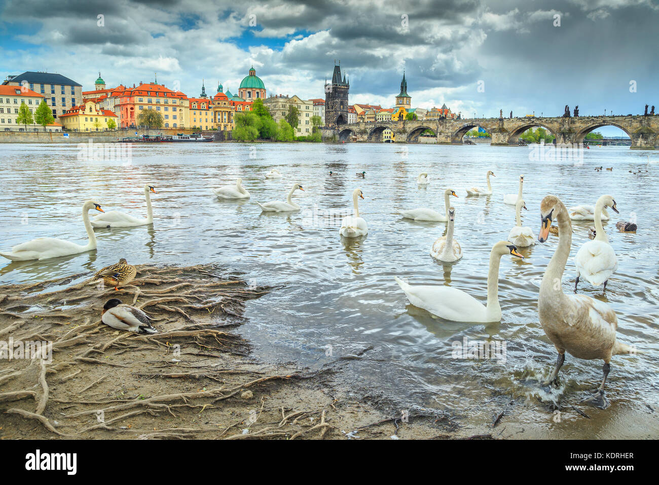 Incredibile paesaggio con cigni e anatre sul fiume Moldava a Praga, best europian cittadina turistica, Repubblica ceca, europa Foto Stock