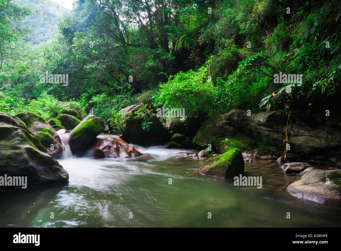 Verde foresta fiume Foto Stock