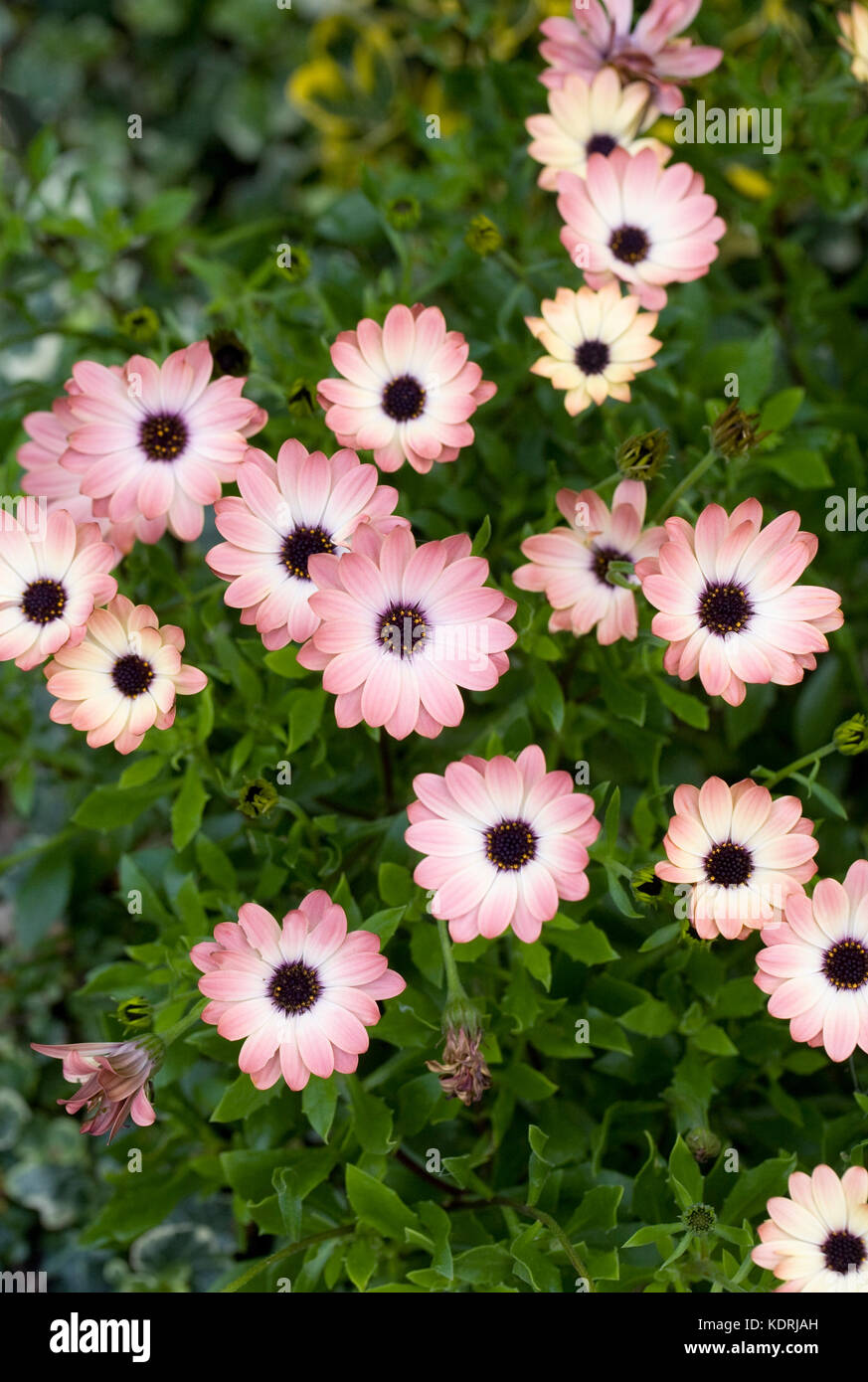 Osteospermum "Pixie" bronzo fioritura in ottobre. Foto Stock