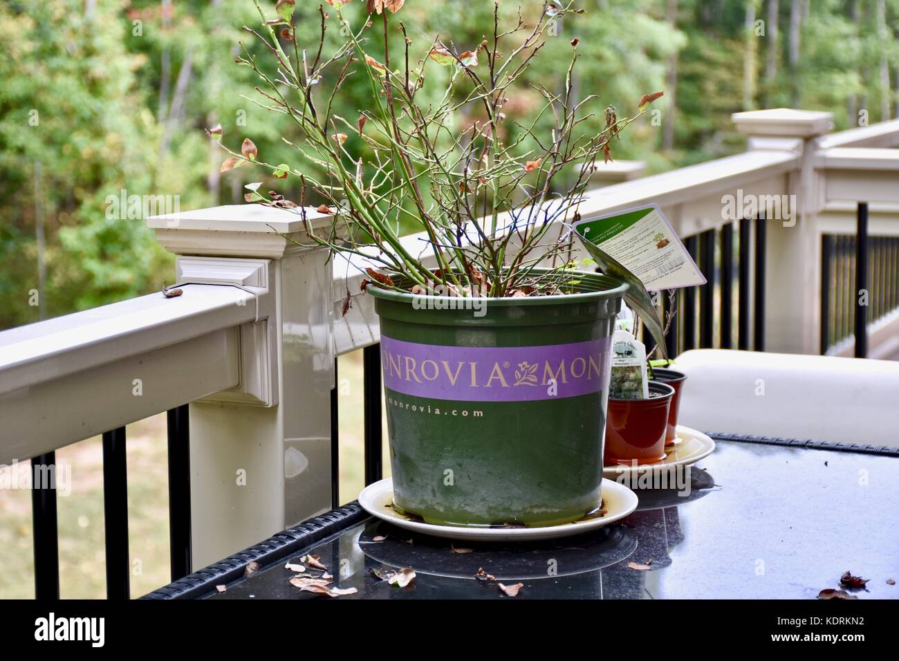 Pianta morta sul ponte della casa Foto Stock