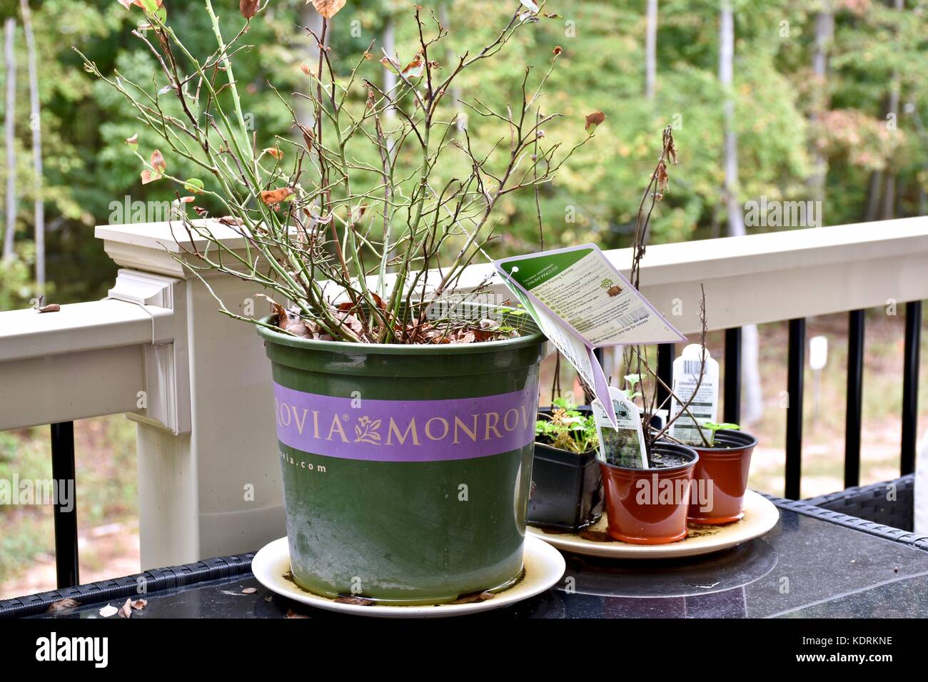 Pianta morta sul ponte della casa Foto Stock