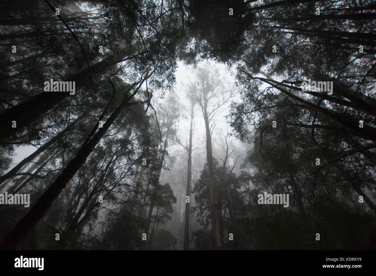 La densa foresta pluviale su una mattinata nebbiosa con alberi di alto fusto e nebulosità atmosferica Foto Stock