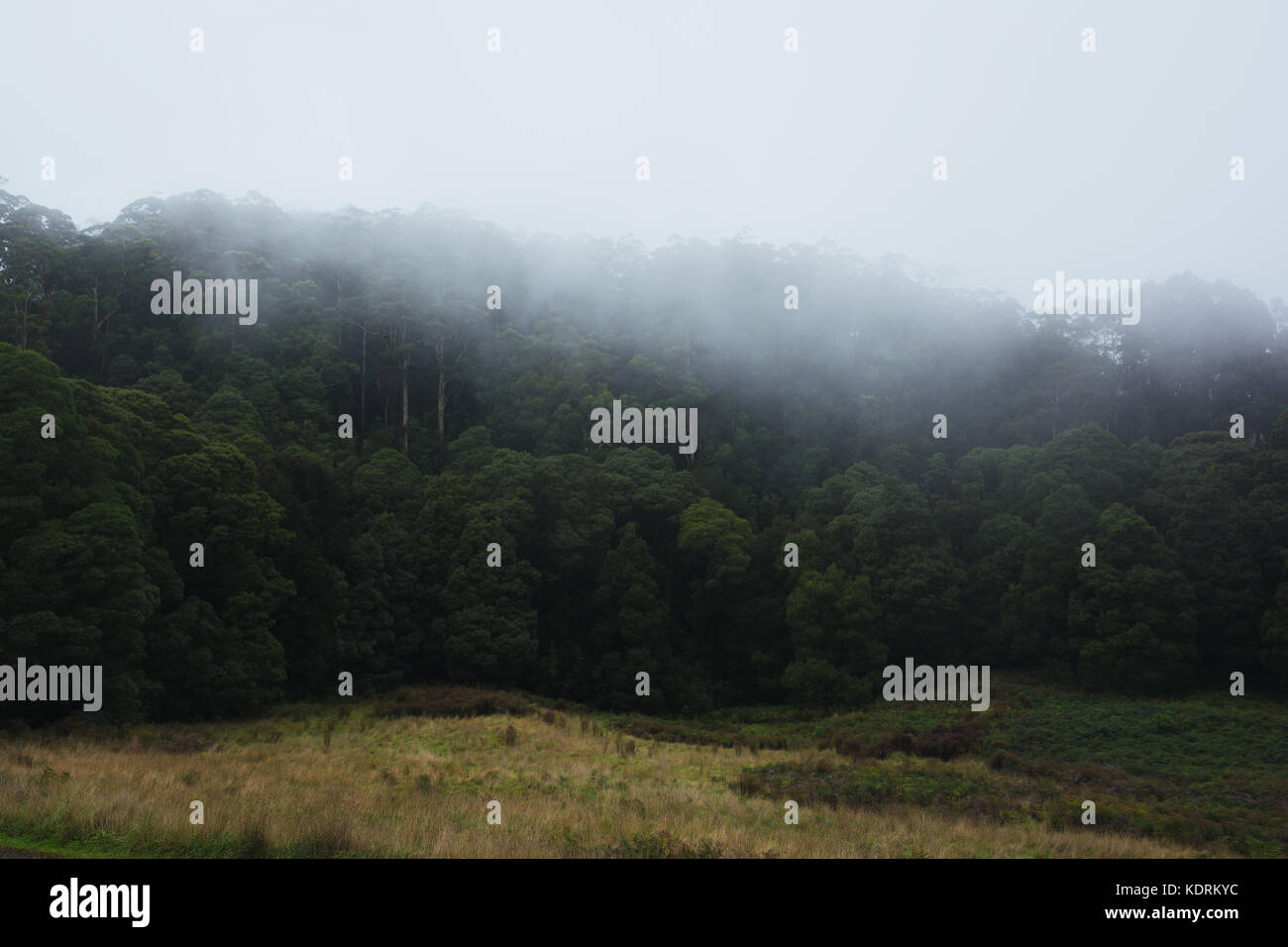 La densa foresta pluviale su una mattinata nebbiosa con alberi di alto fusto e nebulosità atmosferica Foto Stock