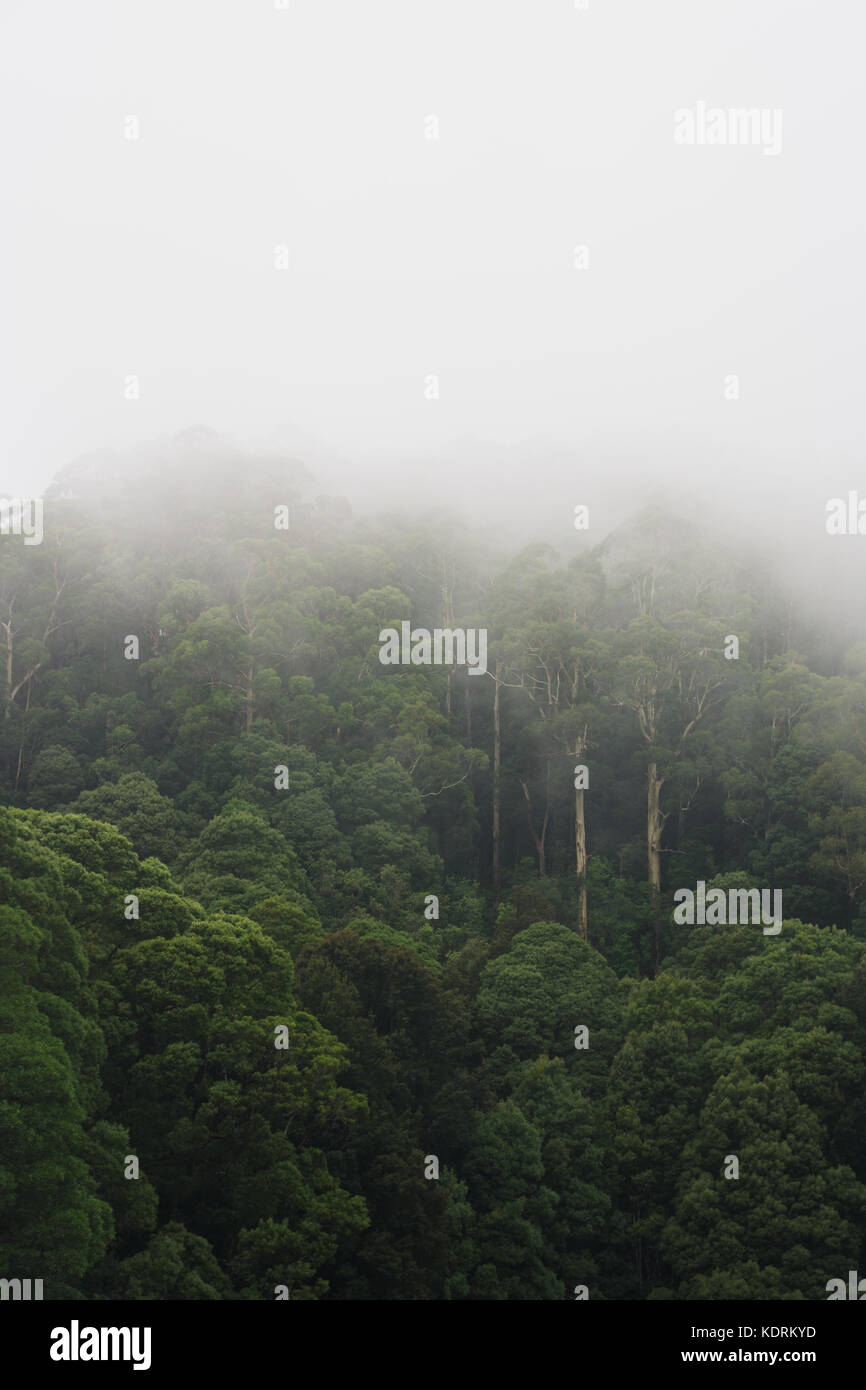 La densa foresta pluviale su una mattinata nebbiosa con alberi di alto fusto e nebulosità atmosferica Foto Stock