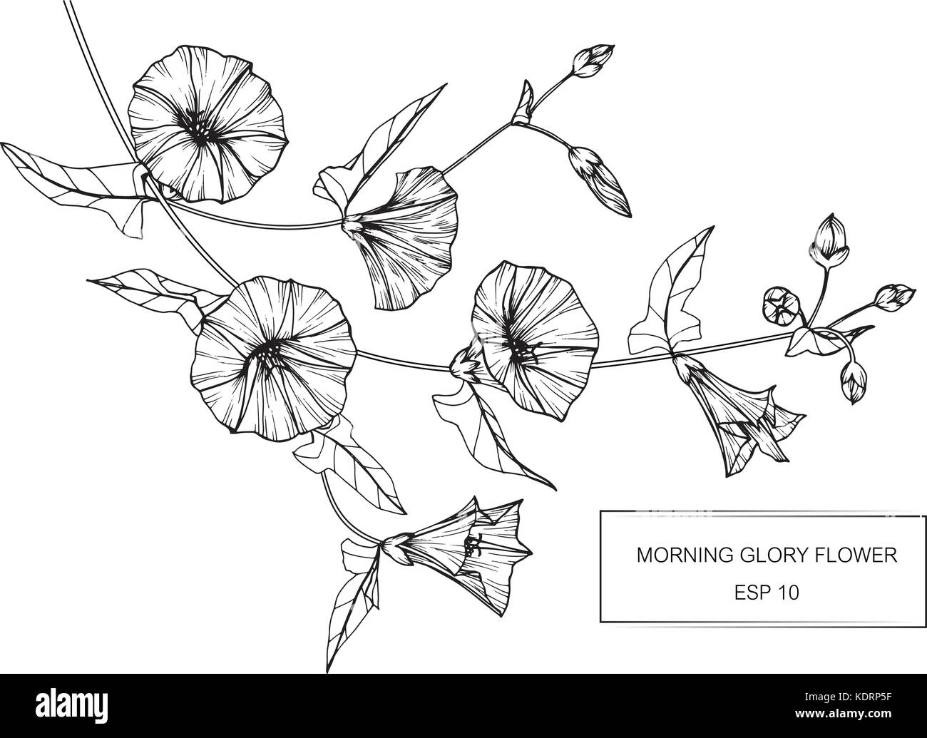 Gloria di mattina fiore disegno illustrativo. In bianco e nero con la linea tecnica. Illustrazione Vettoriale