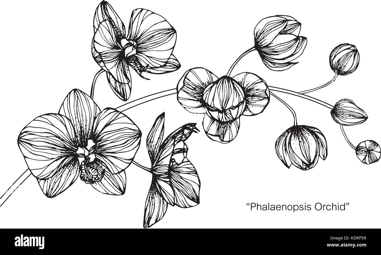 Fiori di orchidea disegno illustrativo. In bianco e nero con la linea tecnica. Illustrazione Vettoriale