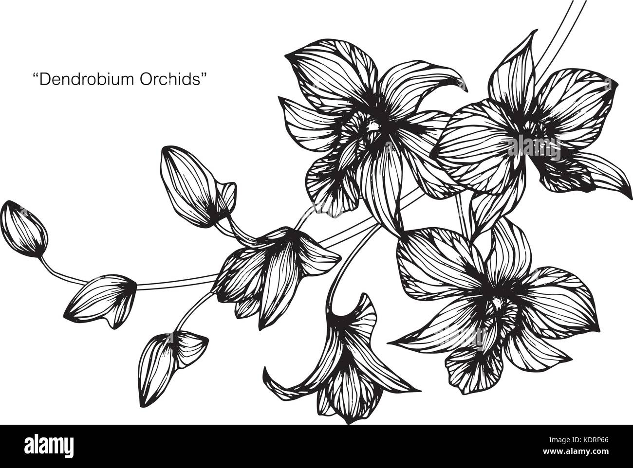 Fiori di orchidea disegno illustrativo. In bianco e nero con la linea tecnica. Illustrazione Vettoriale