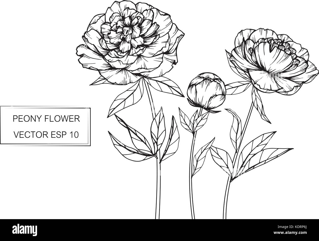 Peonia fiore disegno illustrativo. In bianco e nero con la linea tecnica. Illustrazione Vettoriale