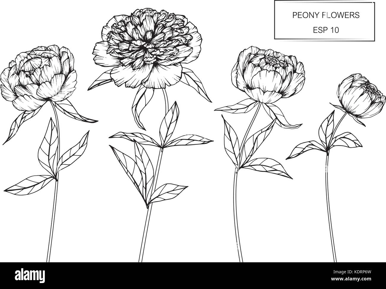 Peonia fiore disegno illustrativo. In bianco e nero con la linea tecnica. Illustrazione Vettoriale