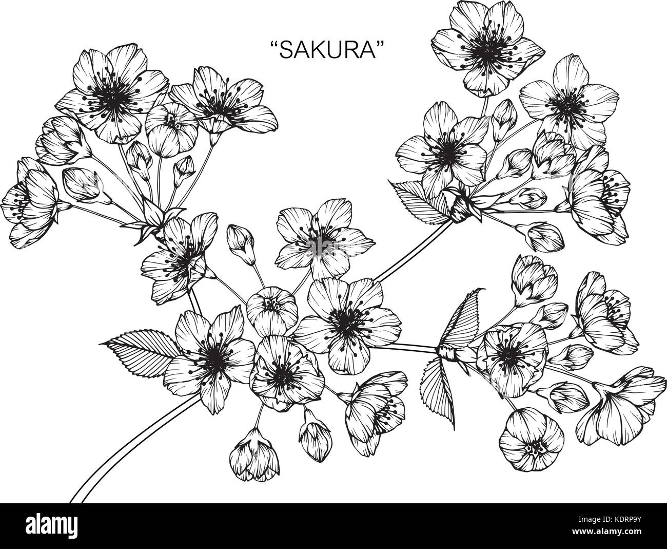 Fiore Di Ciliegio Fiore Disegno Illustrativo In Bianco E