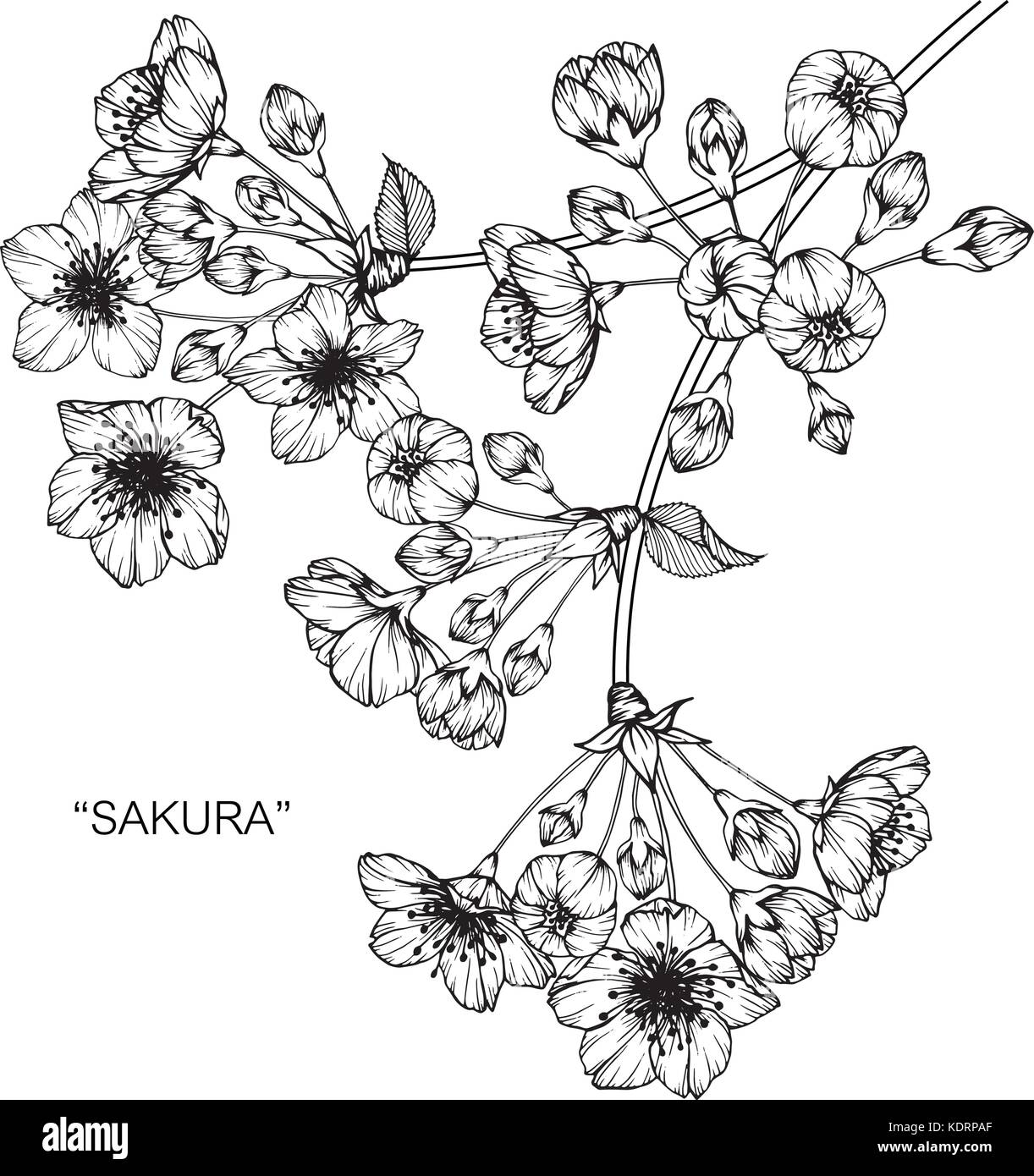 Fiore di Ciliegio fiore disegno illustrativo. In bianco e nero con la linea tecnica. Illustrazione Vettoriale