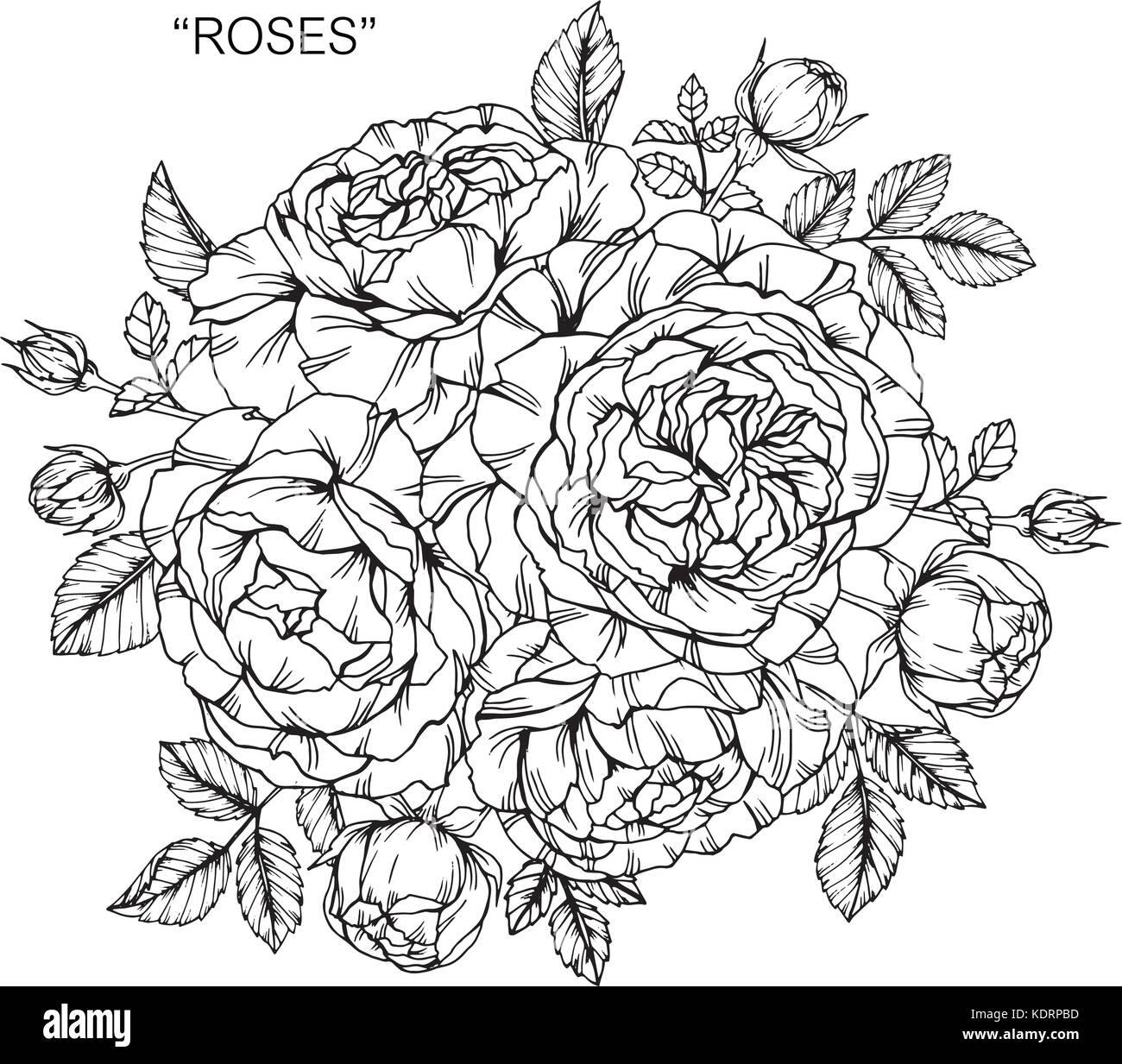 Bouquet di rose fiori disegno. Illustrazione Vettoriale
