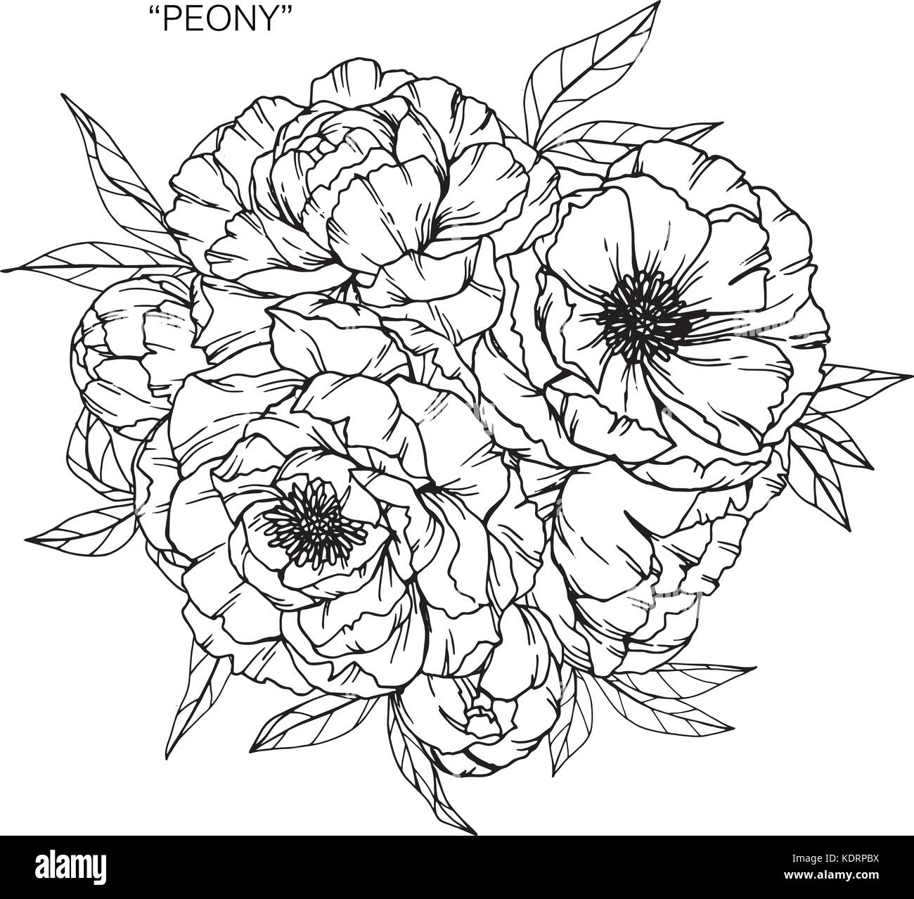 Bouquet di fiori di peonia disegno. Illustrazione Vettoriale