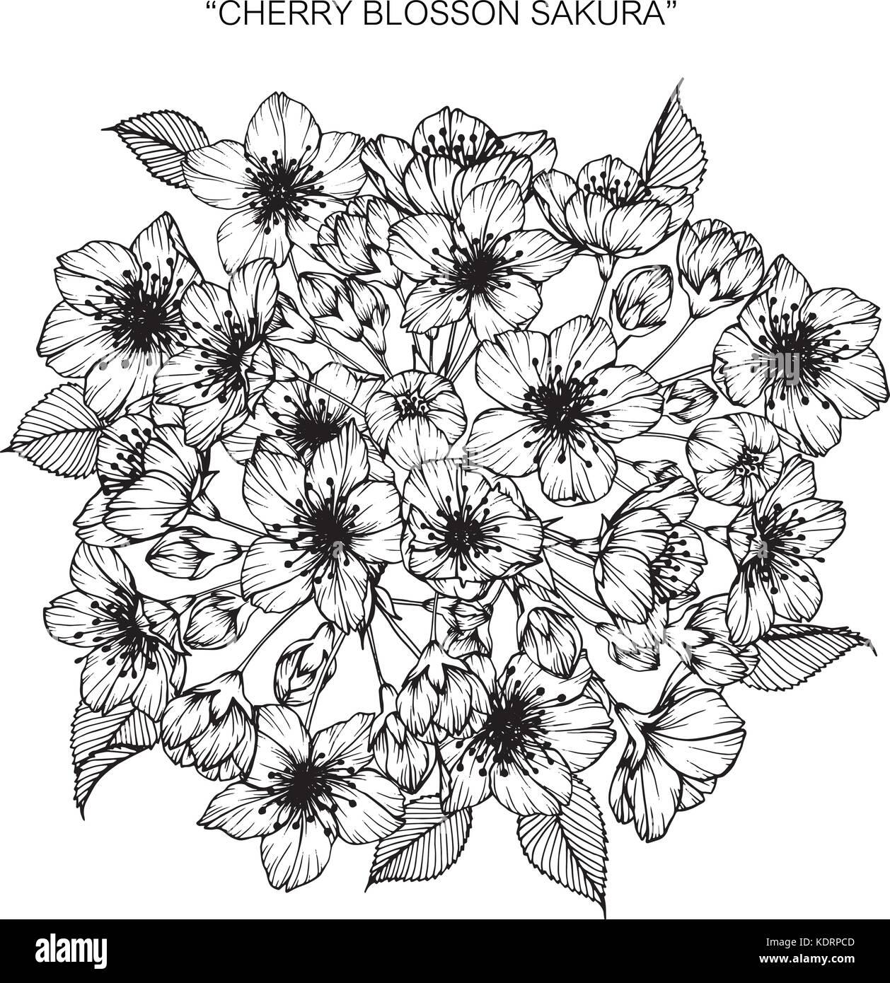 Bouquet di fiori di ciliegio fiori disegno. Illustrazione Vettoriale