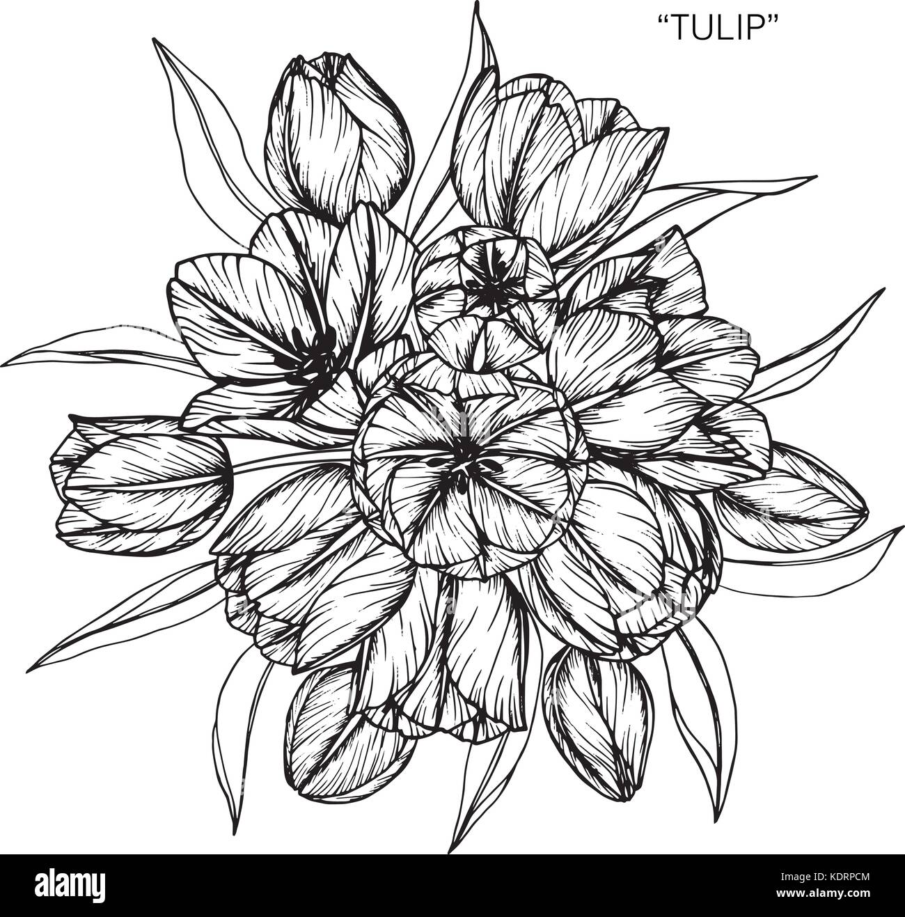 Tatuaggio tulipano Immagini Vettoriali Stock - Alamy
