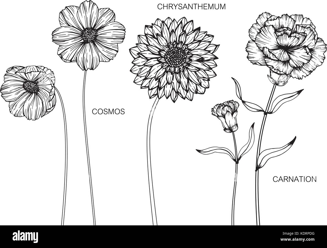 Cosmo Crisantemo Chiodo Di Garofano Disegno Illustrativo