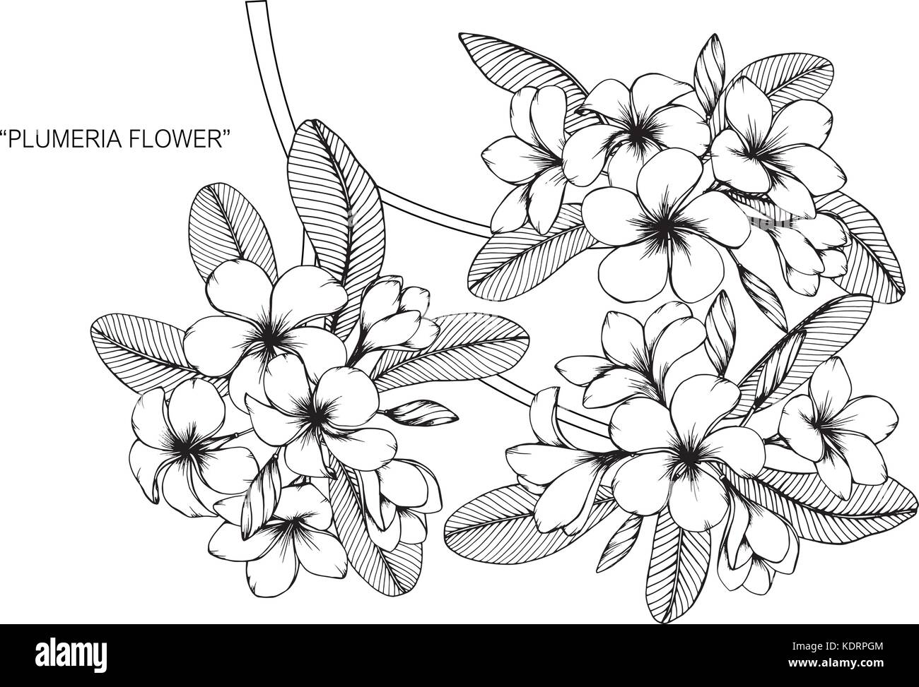 Fiore di Plumeria disegno illustrativo. In bianco e nero con la linea tecnica. Illustrazione Vettoriale