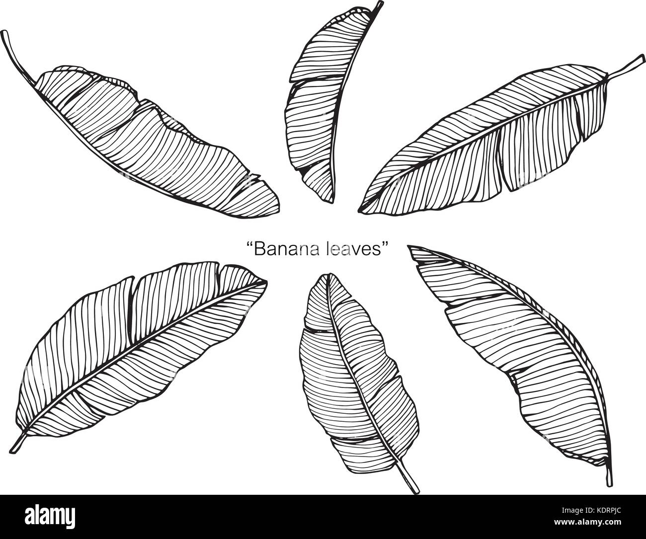 Foglie di banano disegno. Illustrazione Vettoriale