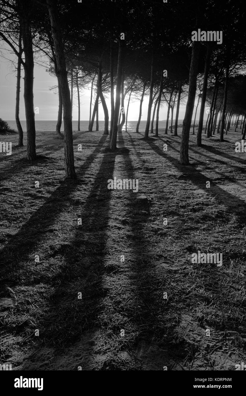 Tramonto a cavalo Preto spiaggia di Quarteira. Portogallo Foto Stock