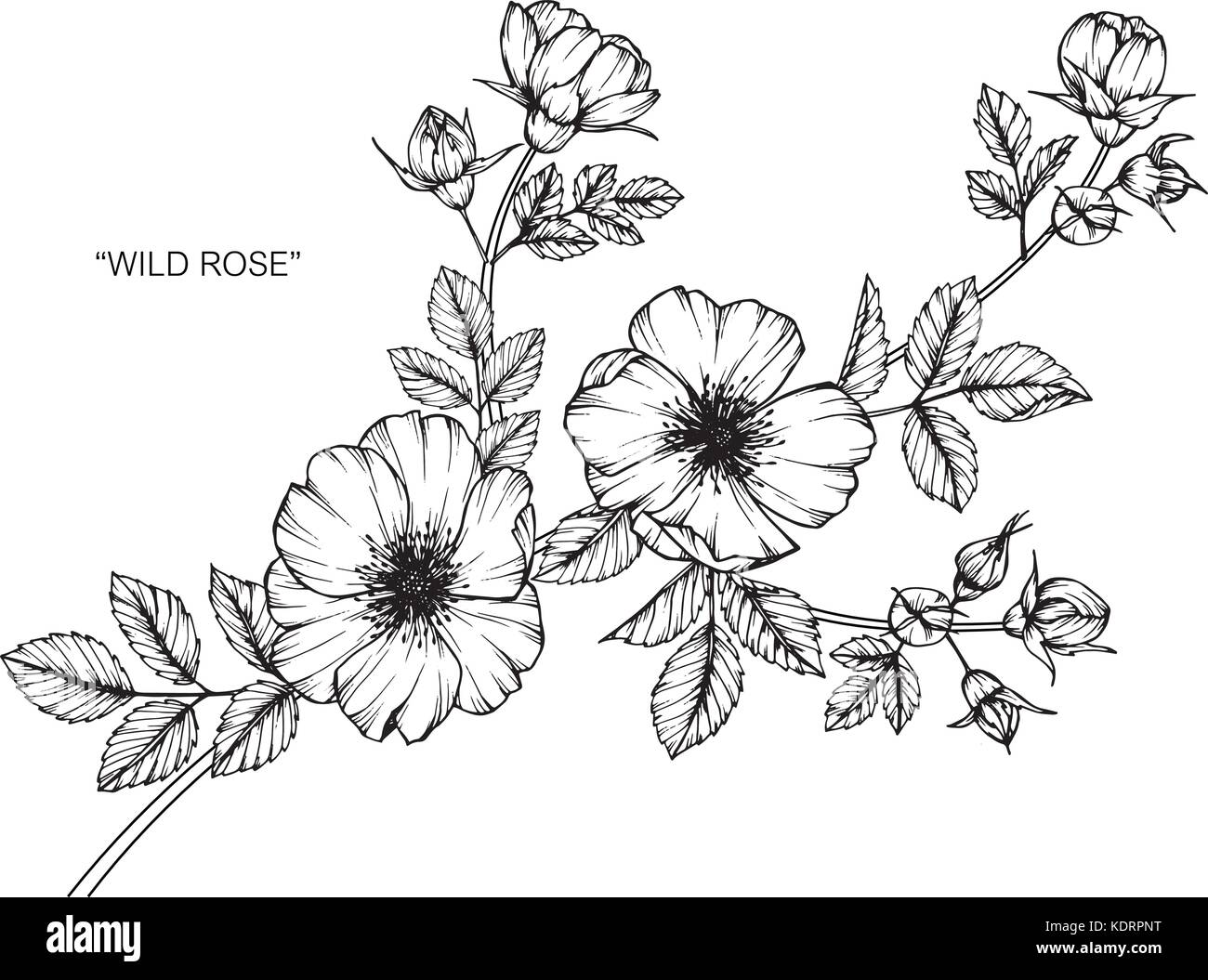 Wild Rose fiore disegno illustrativo. In bianco e nero con la linea tecnica. Illustrazione Vettoriale