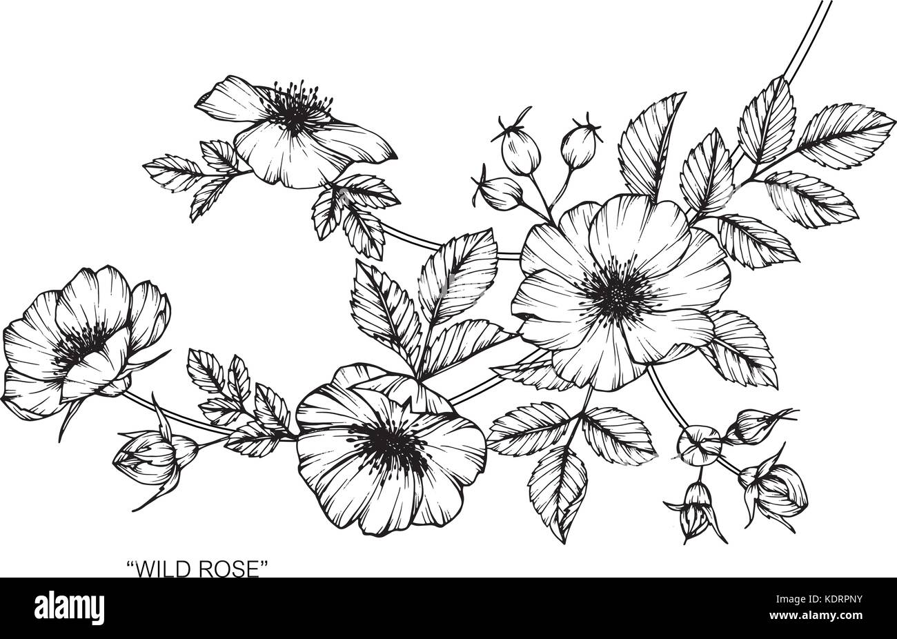 Wild Rose fiore disegno illustrativo. In bianco e nero con la linea tecnica. Illustrazione Vettoriale