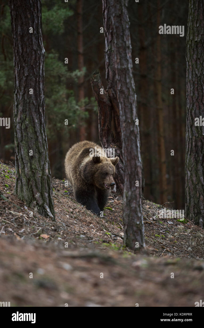 Orso bruno / Braunbaer ( Ursus arctos ) a piedi attraverso una foresta di montagna, adolescente esplorare i suoi dintorni, territorio, impressionante incontro, Europaet Foto Stock