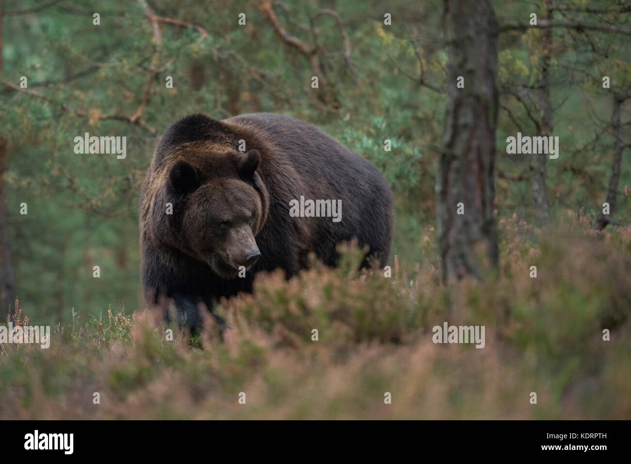 Orso bruno / Braunbaer ( Ursus arctos ) camminare, passeggiare, vagare attraverso la sottobosco di una foresta, incontro impressionante, Europa. Foto Stock