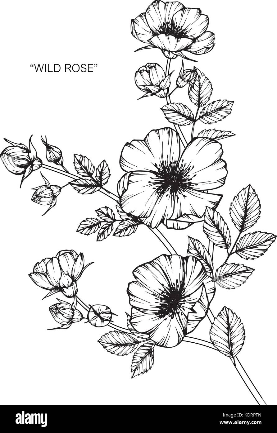 Wild Rose fiore disegno illustrativo. In bianco e nero con la linea tecnica. Illustrazione Vettoriale