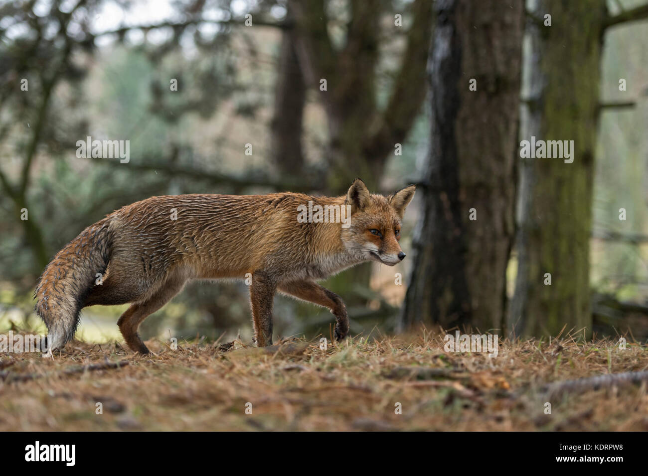 Red Fox / rotfuchs ( vulpes vulpes ) adulto , passeggiate attraverso boschi, caccia, bella vista laterale, nella tipica posa, fauna selvatica, l'Europa. Foto Stock