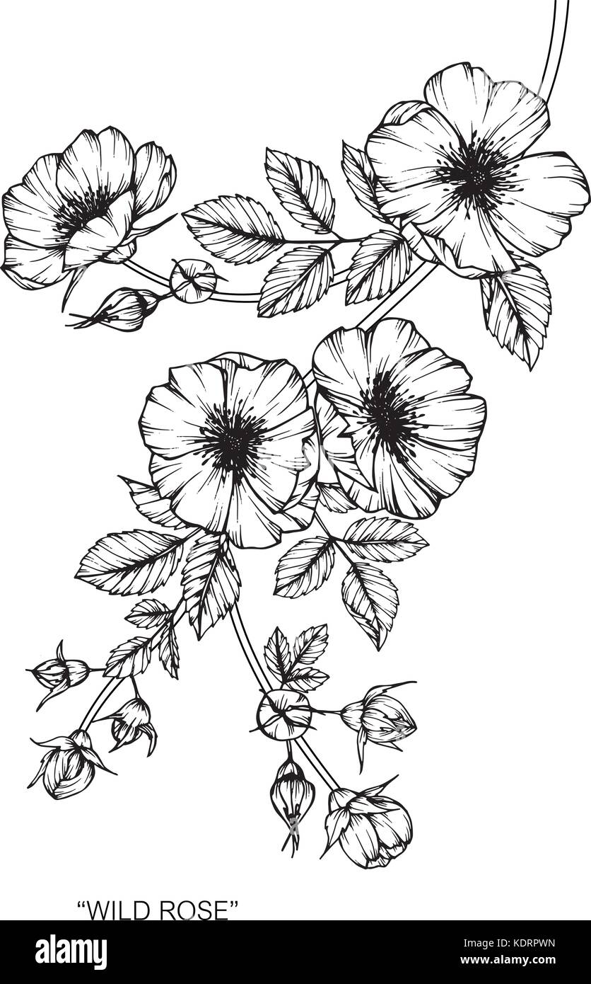 Wild Rose fiore disegno illustrativo. In bianco e nero con la linea tecnica. Illustrazione Vettoriale