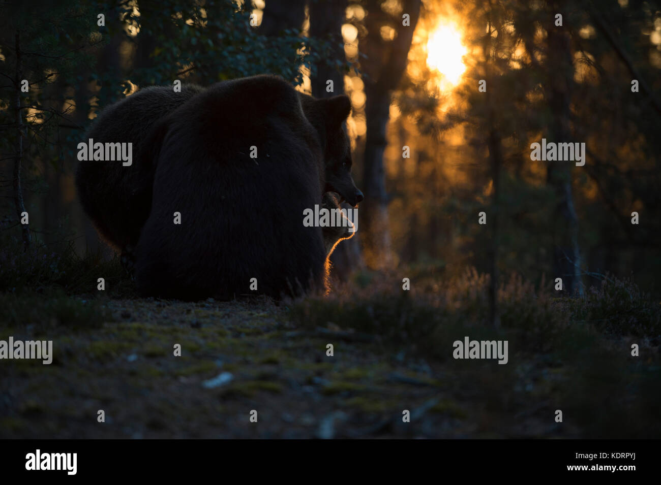Eurasian Brown Bears / europaeische Braunbaeren ( Ursus arctos ) lotta, lotta, mordere a vicenda, lotta giocosa, bella situazione di retroilluminazione, EUR Foto Stock