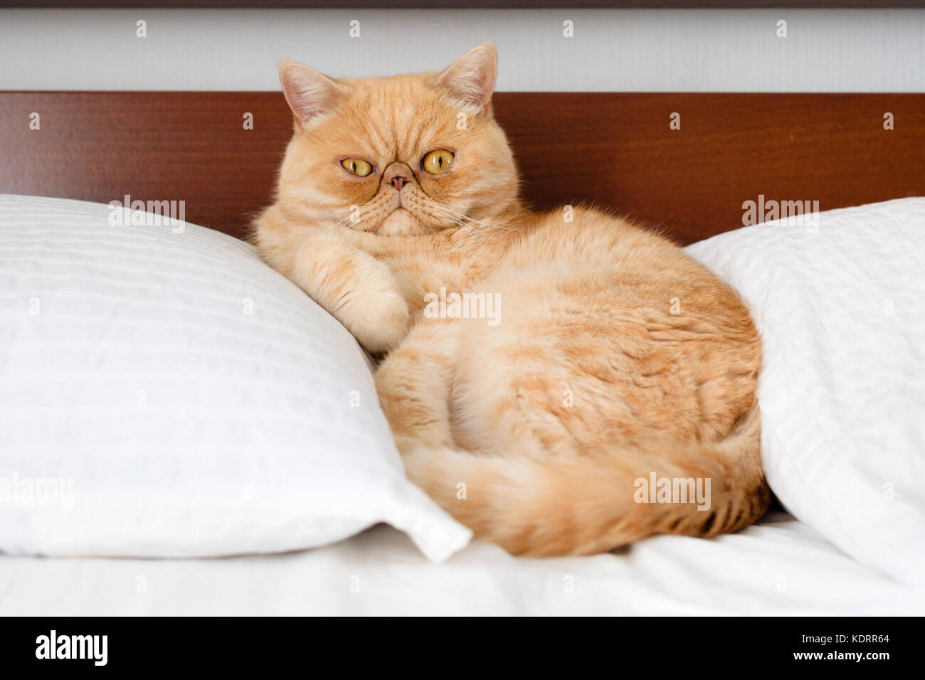 Lo zenzero esotico gatto persiano guardando nella telecamera con faccia buffa e carino occhi Foto Stock