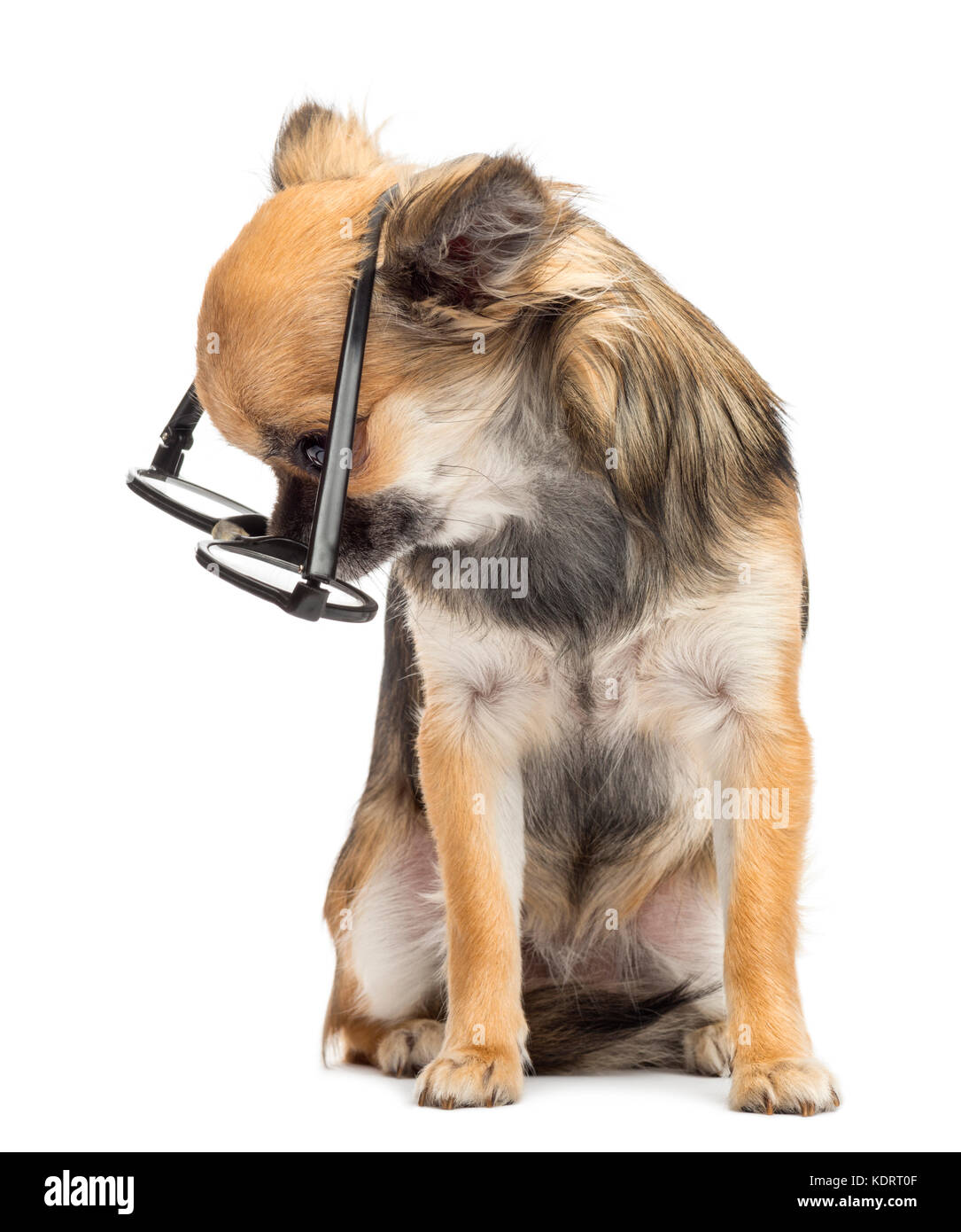 Chihuahua indossando occhiali rotondi ,seduto e guardando verso il basso contro uno sfondo bianco Foto Stock