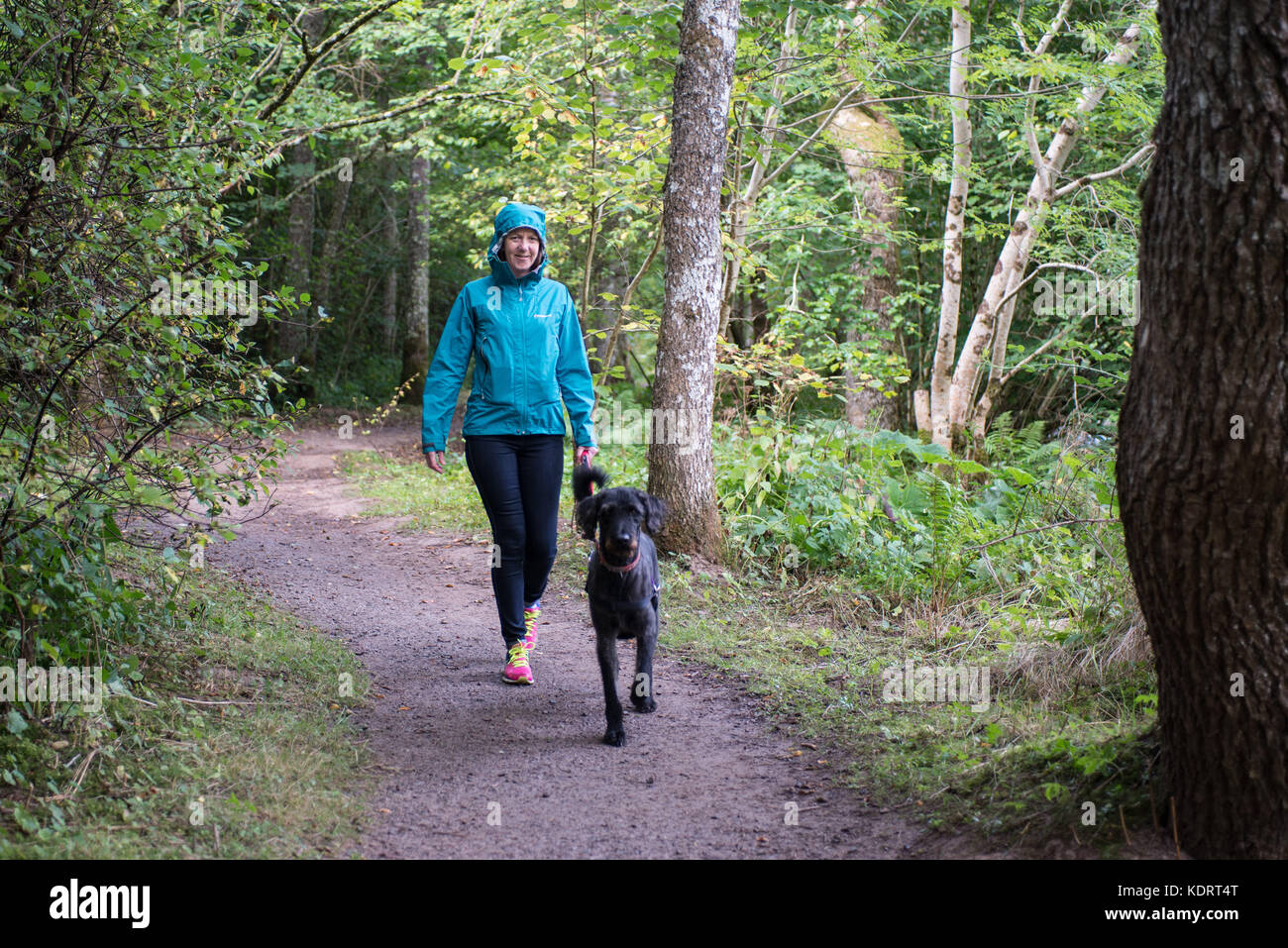 Una donna cammina il suo cane nella baia di Urquhart boschi vicino a Drumnadrochit, Scozia. L'estate. L Foto Stock