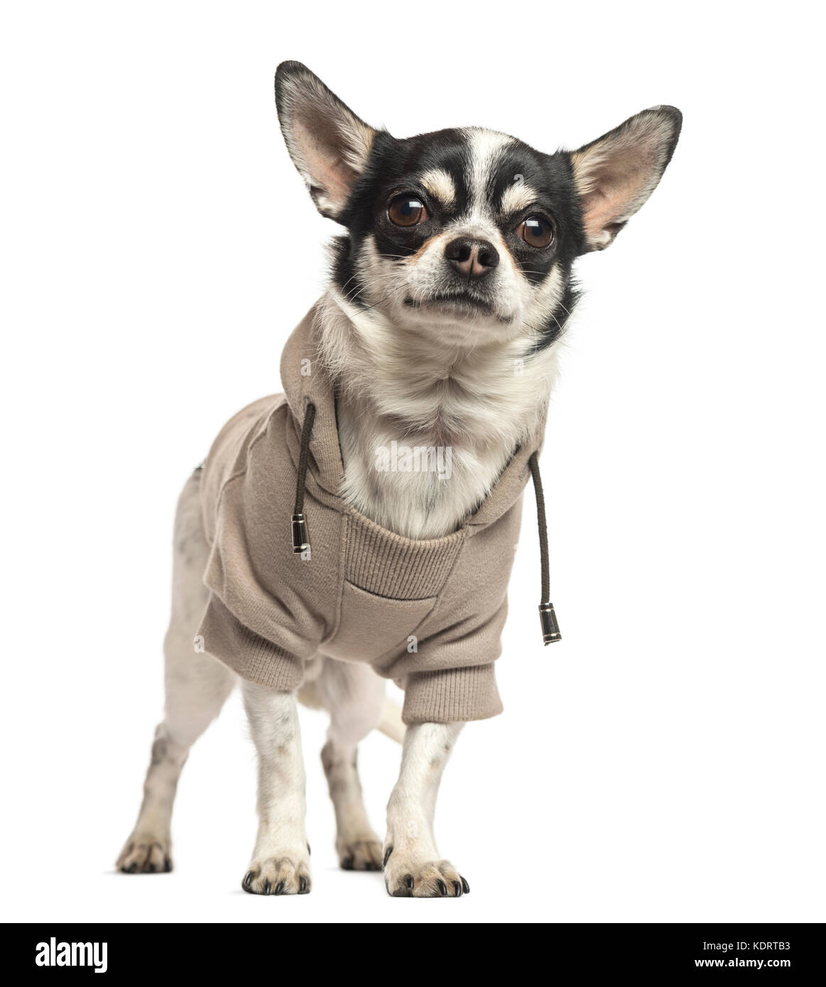 In piedi chihuahua che indossa un maglione, 18 mesi di età, isolato su bianco Foto Stock