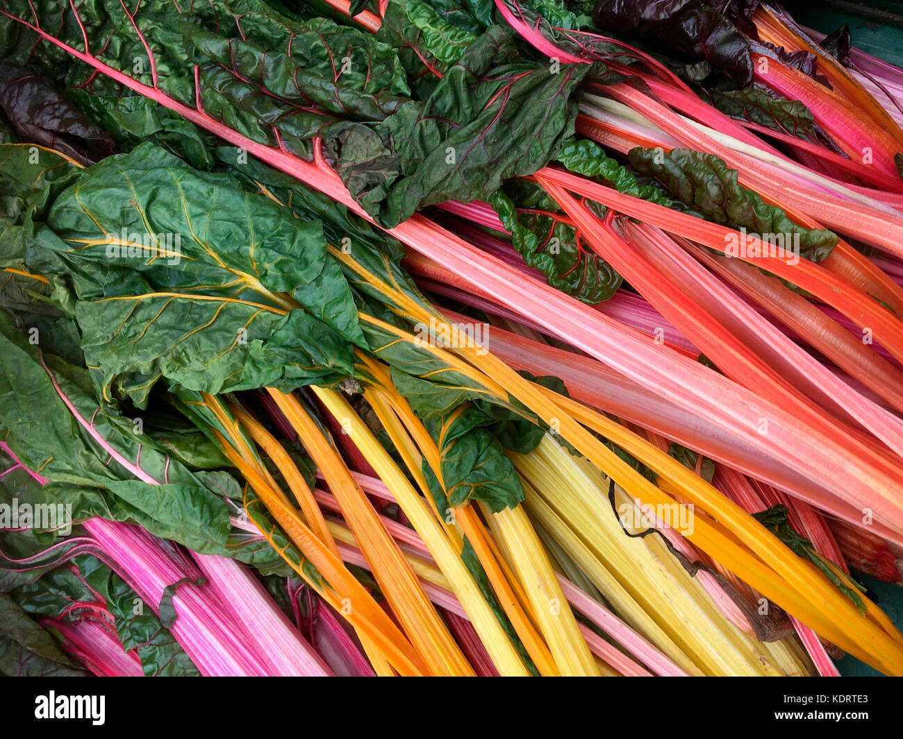 Chard - una foglia verde verdura con steli colorati spesso usato nella cucina mediterranea. Foto Stock
