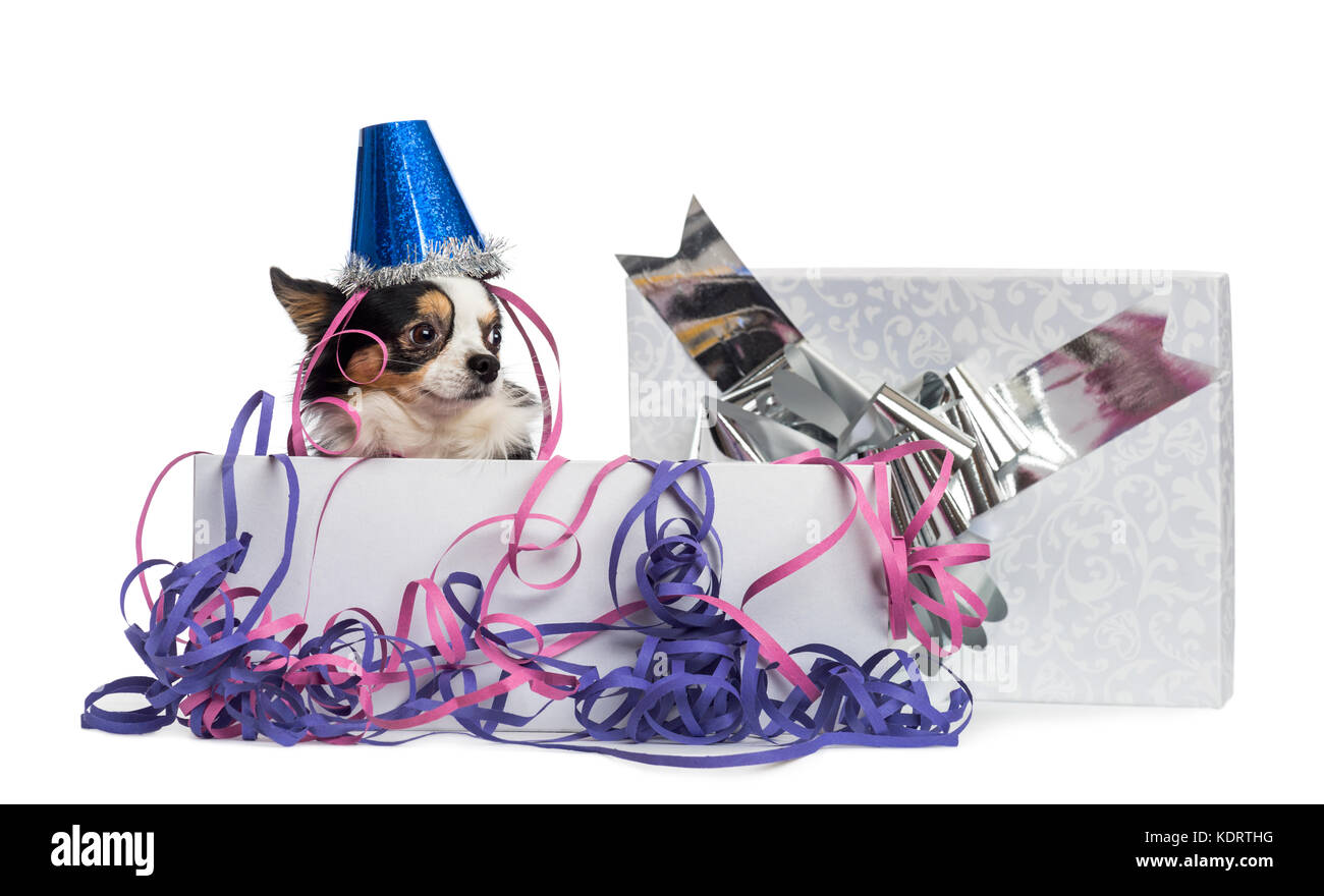 Chihuahua indossando un cappello di partito in un presente scatola con streamers, isolato su bianco Foto Stock