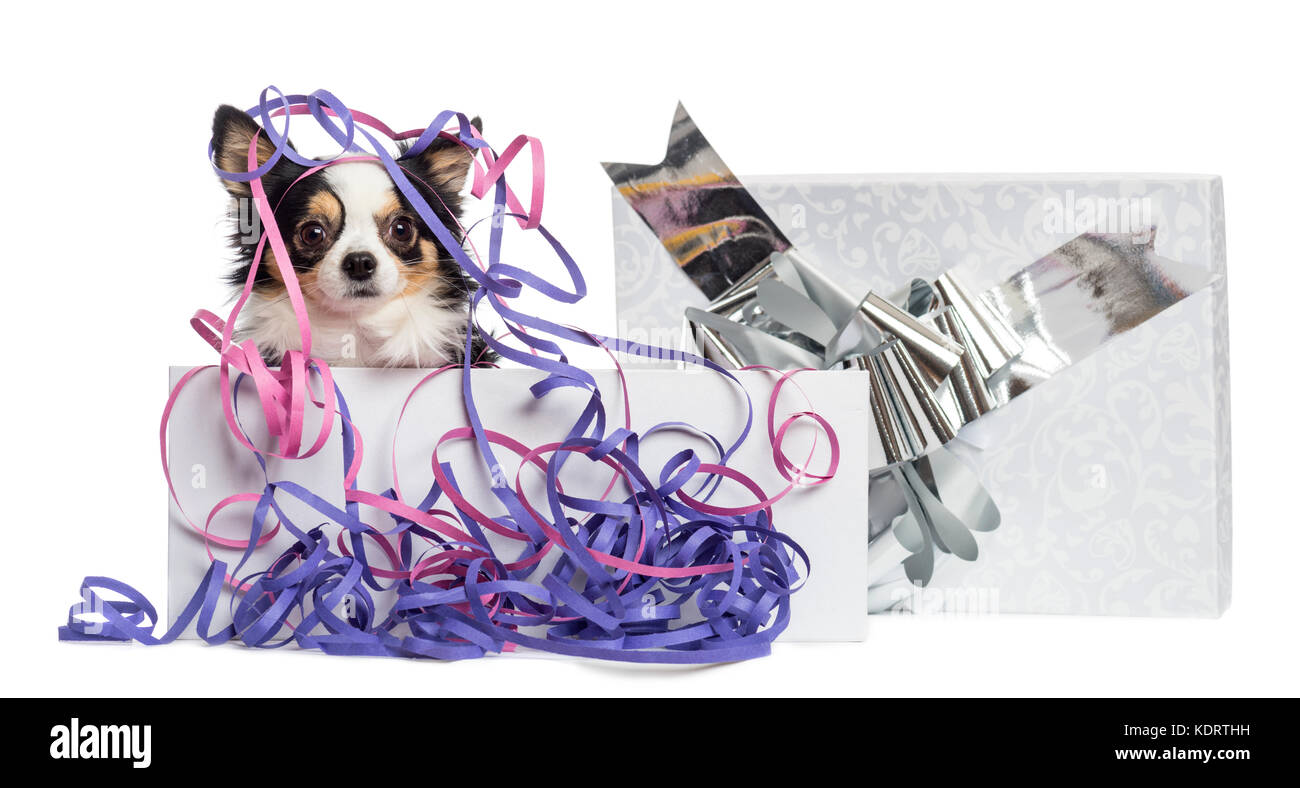 Chihuahua in un presente scatola con streamers, isolato su bianco Foto Stock
