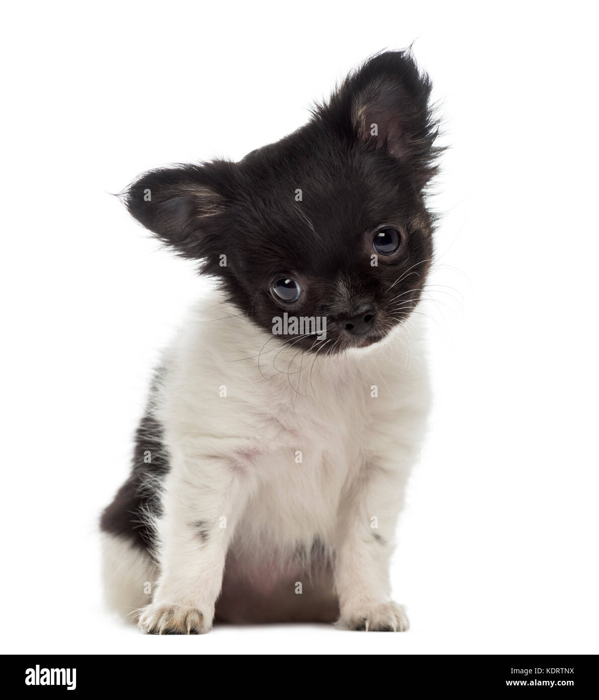 Timido chihuahua cucciolo (2 mesi) Foto Stock