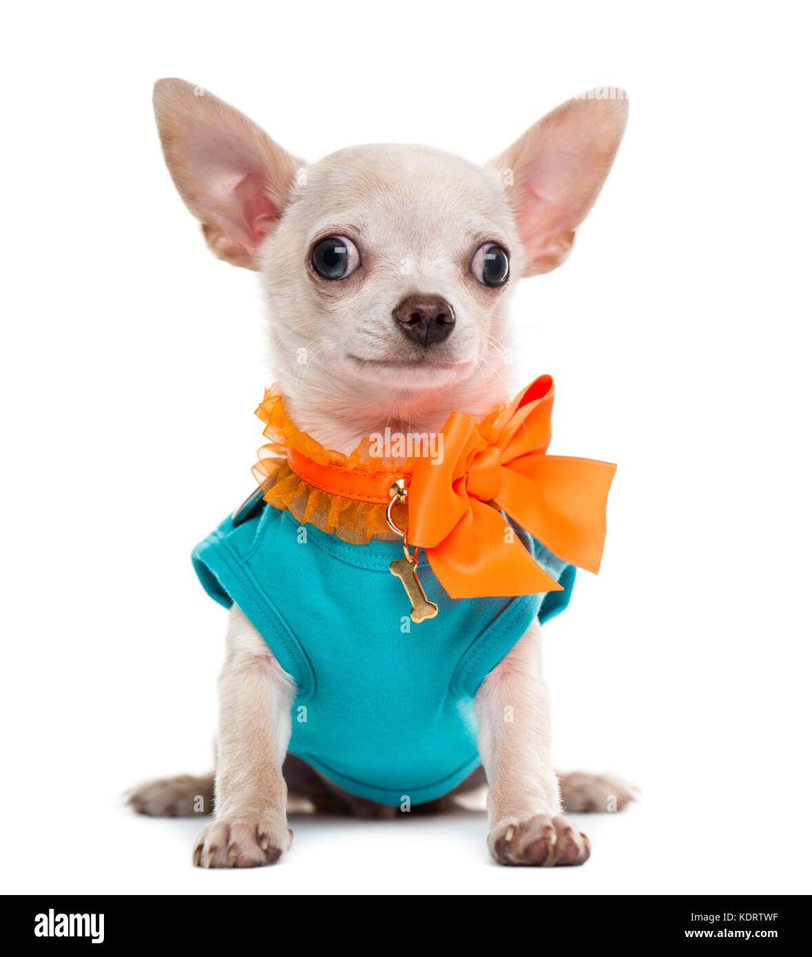 Vestito Chihuahua Foto Stock