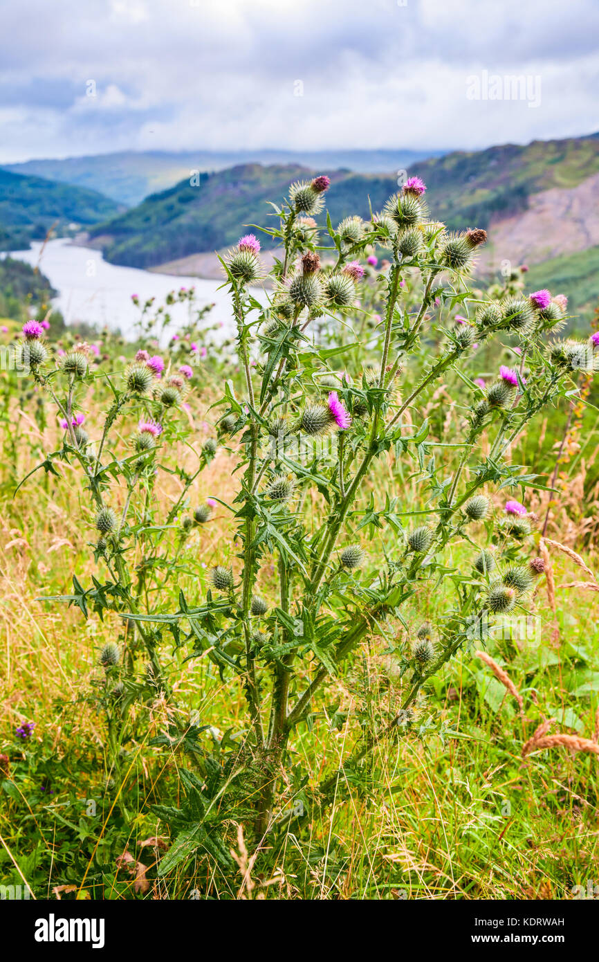 Della Scozia emblema floreale il thistle Foto Stock