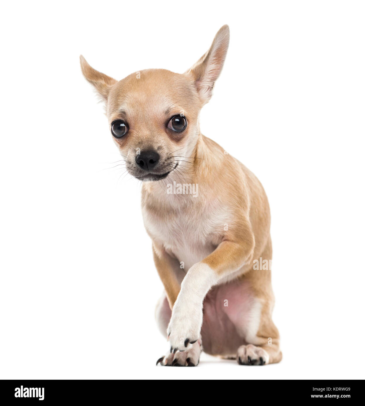 Chihuahua spaventata Foto Stock