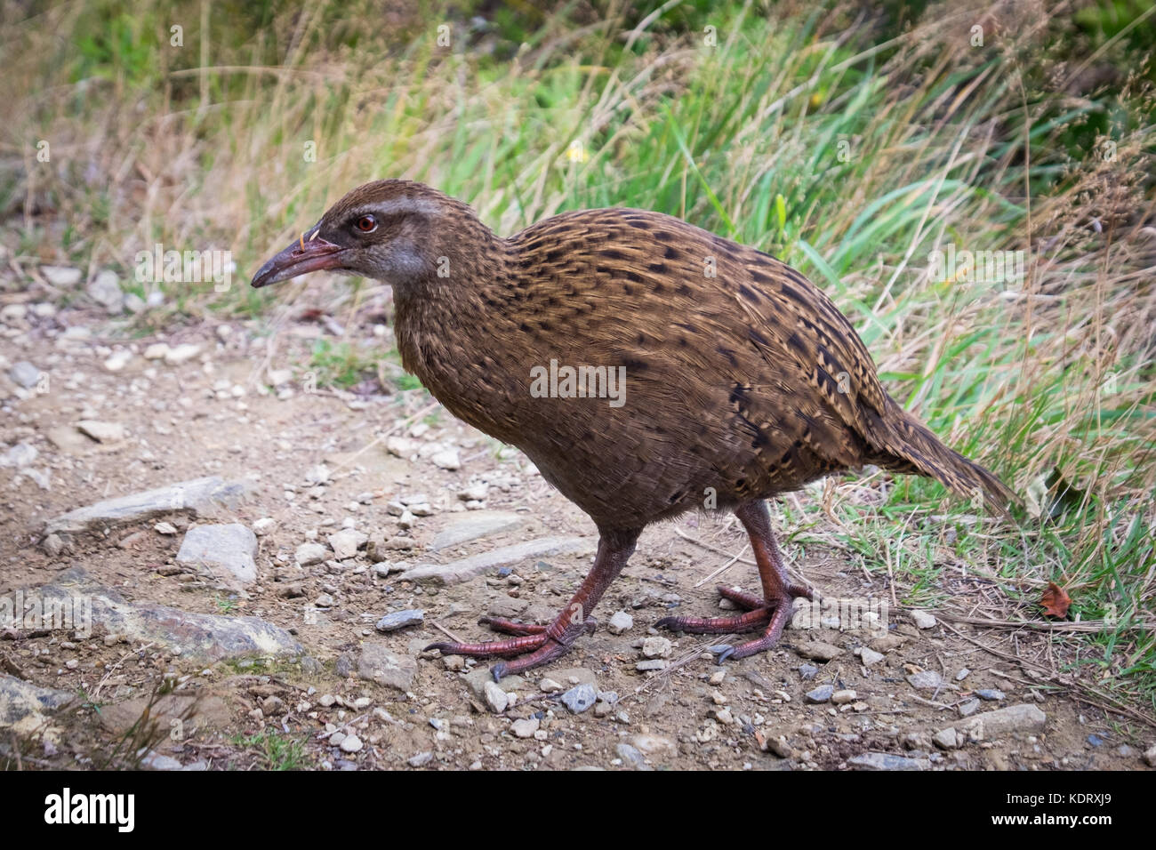 Un Weka (Gallirallus australis) in Marlborough Sounds, Nuova Zelanda Foto Stock