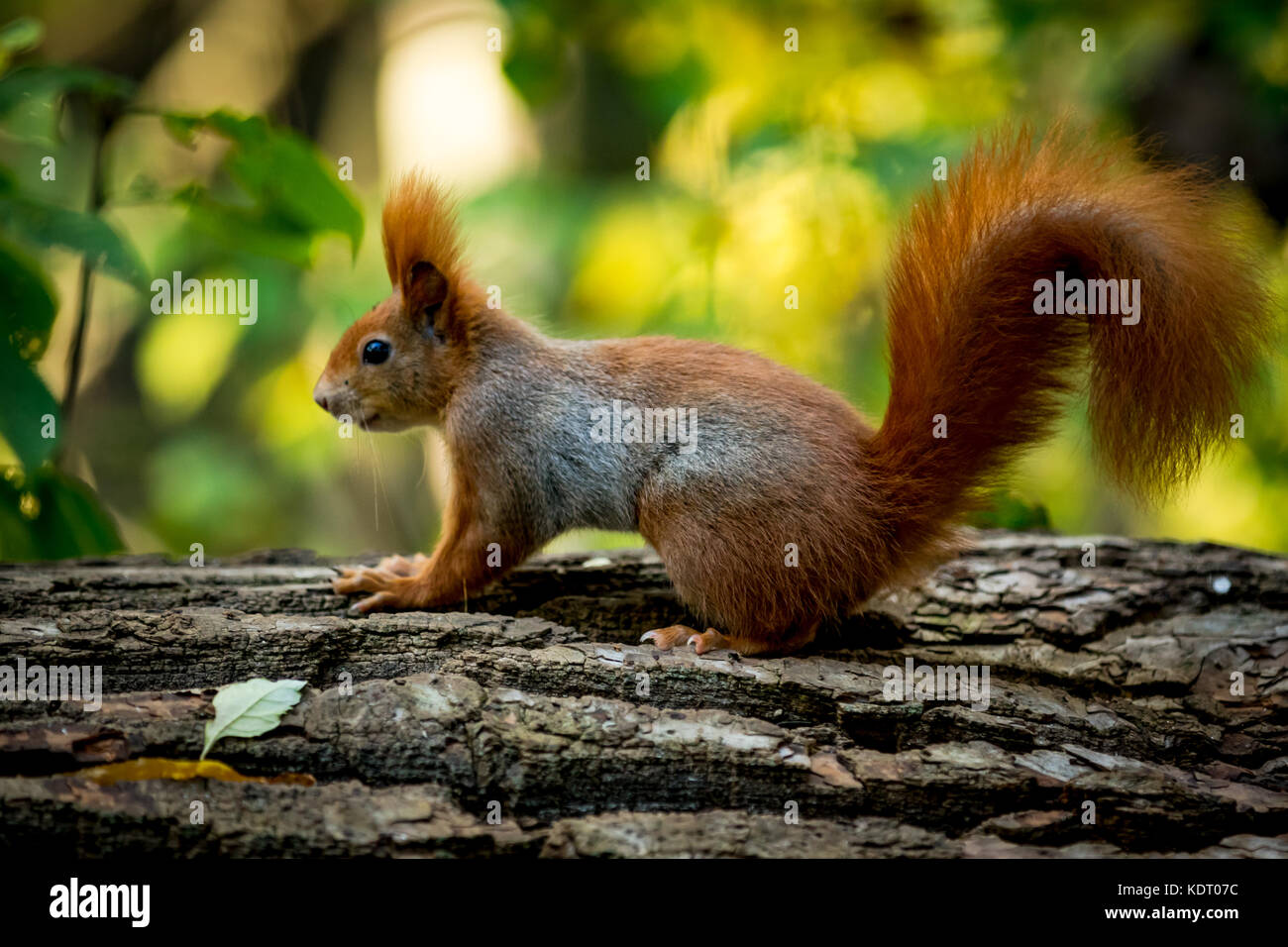 Lo scoiattolo animale in ambiente naturale Foto Stock