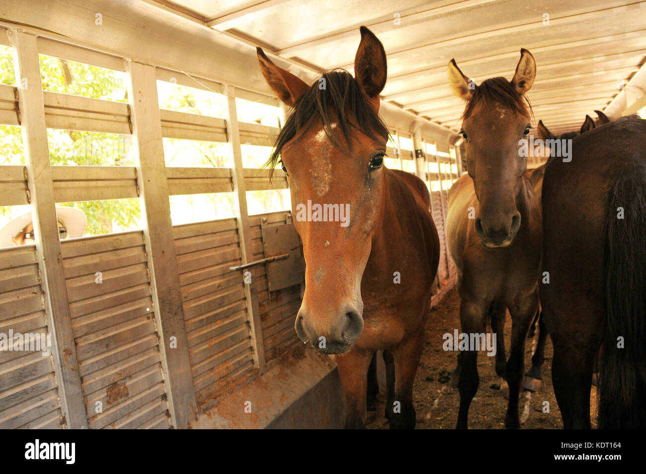 Quattro stalloni selvatici che sono spagnolo cavalli selvaggi, sono stati liberati dalle voci equine rescue & santuario, Green Valley, Arizona, Stati Uniti d'America. i cavalli erano trans Foto Stock