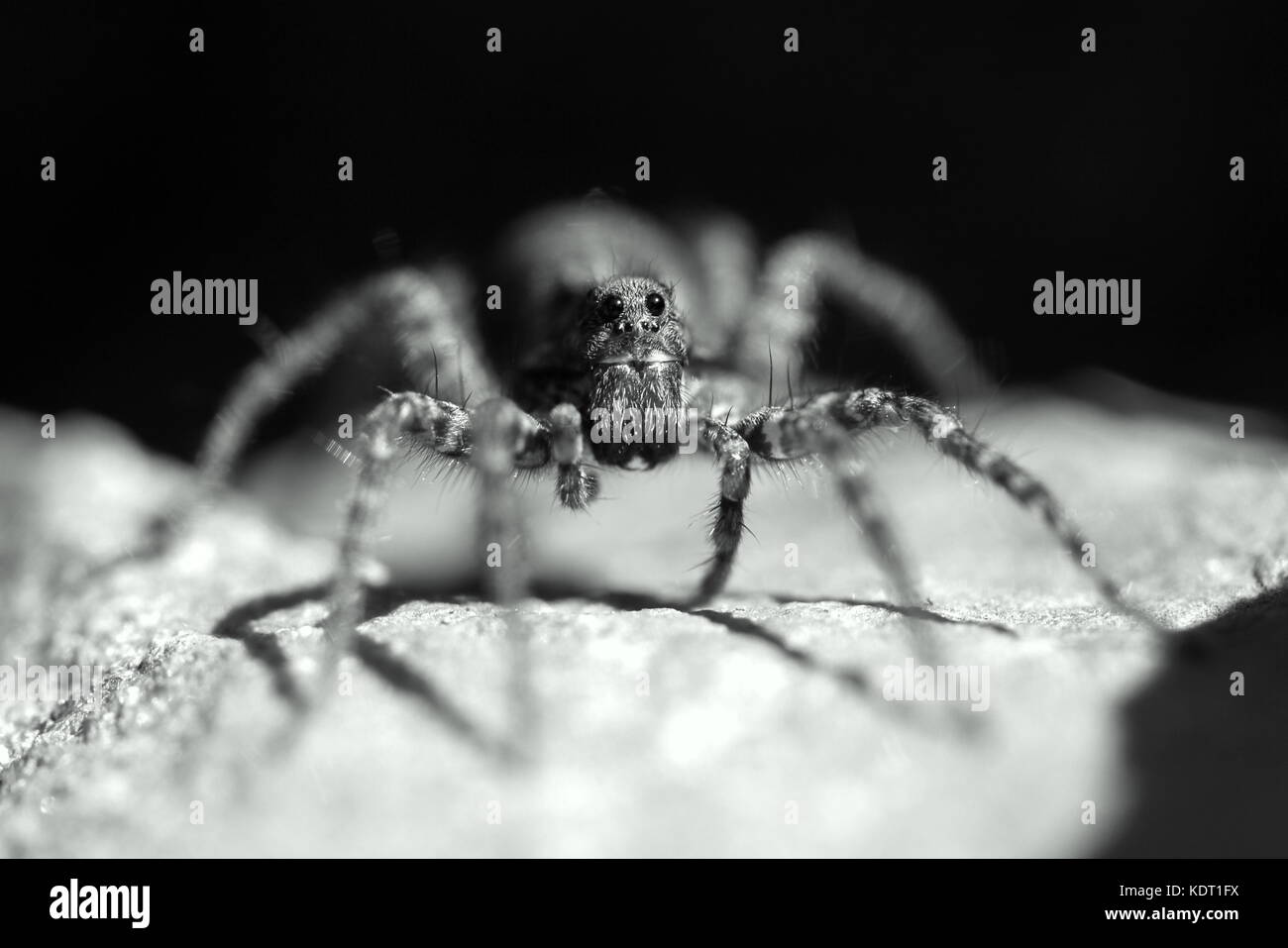 Wolf spider caccia su alcune rocce in sun. Foto Stock