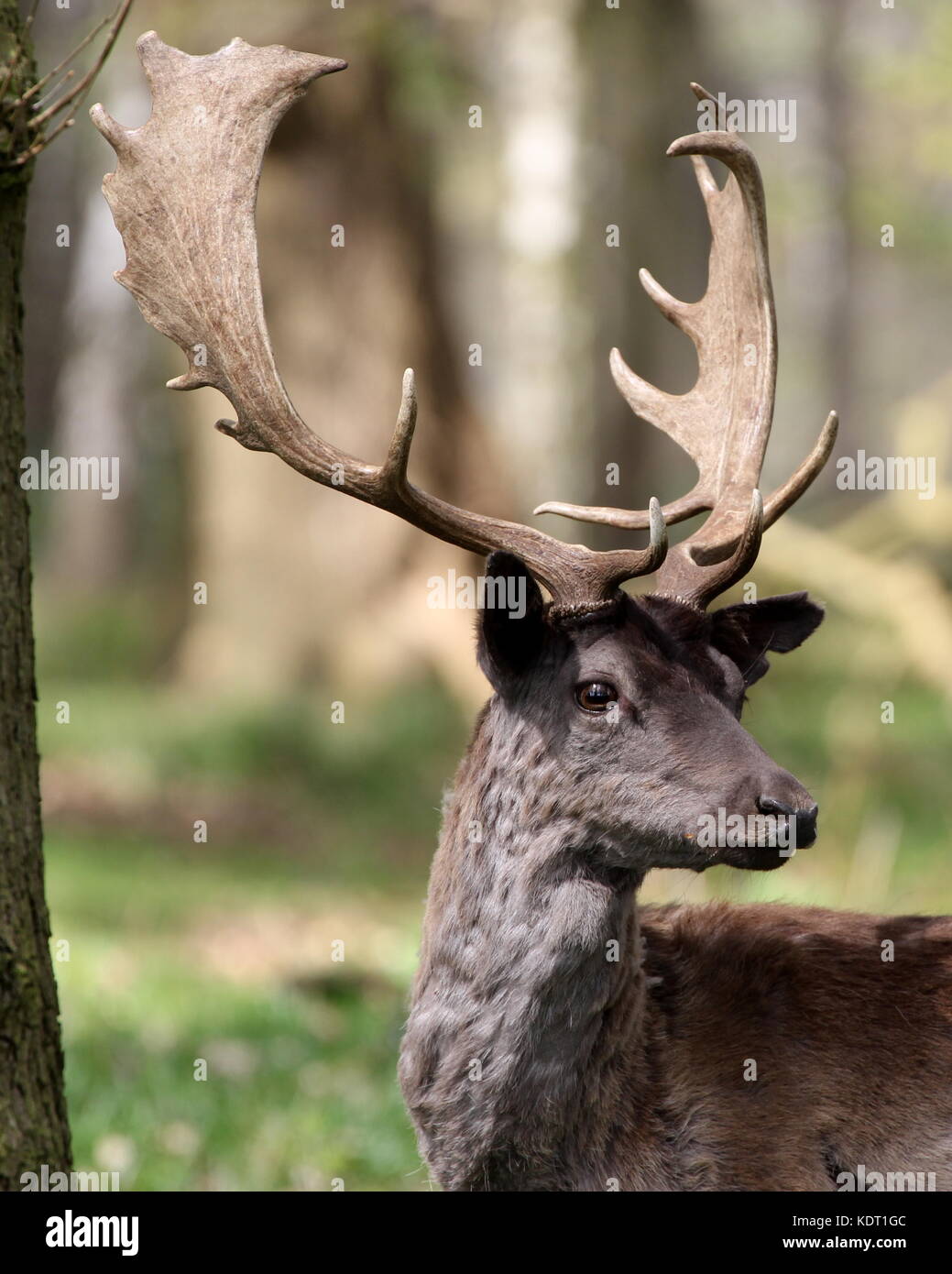 Ritratto di colpo di testa di daino stag. Foto Stock